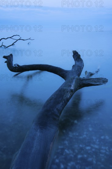 Fallen tree on the chalk coast in Jasmund National Park, Rügen, Sassnitz, Mecklenburg-Western Pomerania, Germany