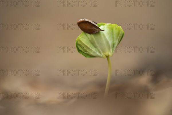 Beech seedling on forest floor in Jasmund National Park, Sassnitz, Rügen, Mecklenburg-Western Pomerania, Germany