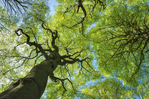 Treetop of a beech tree in Jasmund National Park on Rügen, Rügen, Sassnitz, Mecklenburg-Western Pomerania, Germany