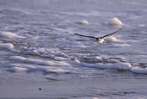 Sanderling (Calidris alba) flying on the beach, Texel, North Holland, Netherlands