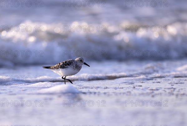 Sanderling (Calidris alba) on the beach with waves, Texel, North Holland, Netherlands