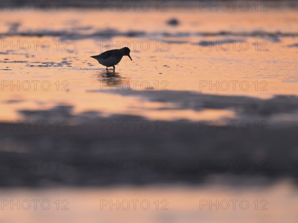Sanderling (Calidris alba) foraging on the North Sea beach in the reddish evening light, Texel, North Holland, Netherlands