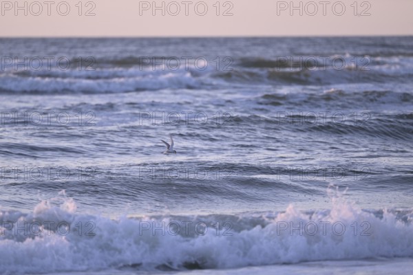 Texel, North Holland, Netherlands