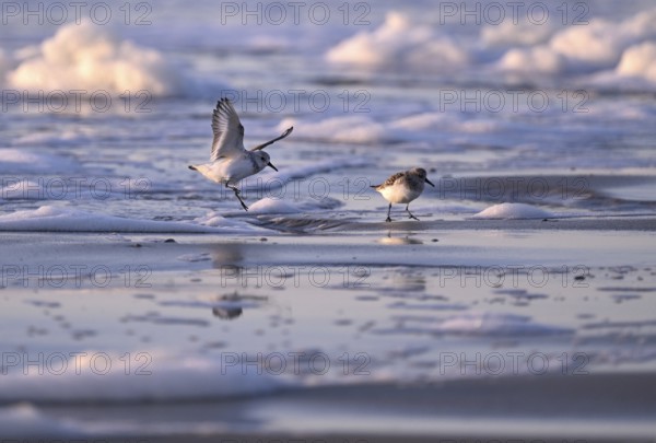 Flying Sanderling (Calidris alba), Texel, North Holland, Netherlands Texel, North Holland, Netherlands