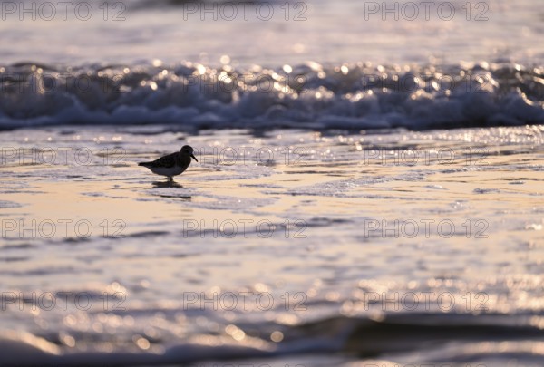 Sanderling (Calidris alba) standing in shallow water against the light, Texel, North Holland, Netherlands