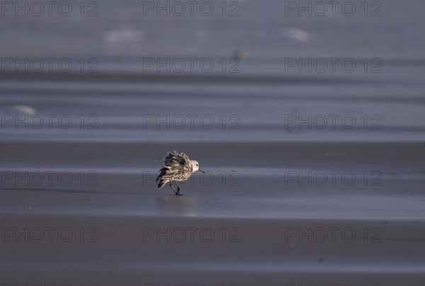Sanderling (Calidris alba), Texel, North Holland, Netherlands