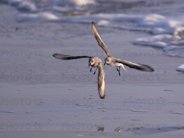 Sanderlings (Calidris alba) flying on the beach, Texel, North Holland, Netherlands