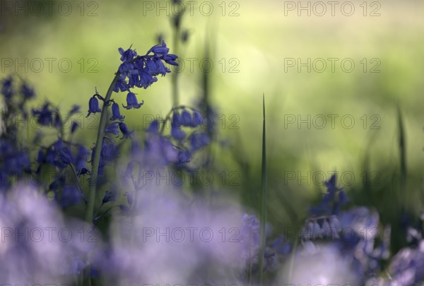 Flowering forest hyacinth (Hyacinthoides non-scripta), Texel, North Holland, Netherlands
