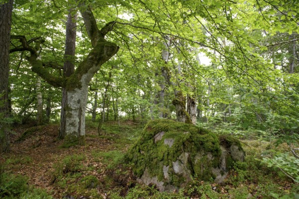 Moss-covered rocks and trees in a thick forest with lush green foliage and a peaceful atmosphere, Asnen, Kronborgs län, Sweden