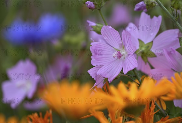 Species-rich, colourful flowering meadow with musk mallow (Malva moschata), Lower Rhine, North Rhine-Westphalia, Germany