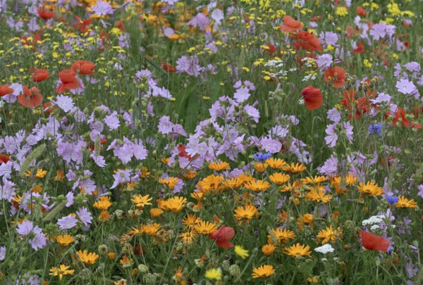 Species-rich, colourful flowering meadow with marigold (Calendula officinalis), Lower Rhine, North Rhine-Westphalia, Germany