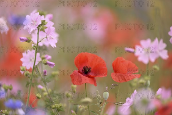 Species-rich colourful flowering meadow with musk mallow (Malva moschata) and poppy (Papaver rhoeas), Lower Rhine, North Rhine-Westphalia, Germany