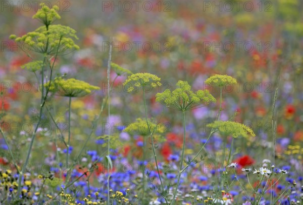 Species-rich colorful blooming meadow, Lower Rhine, North Rhine-Westphalia, Germany