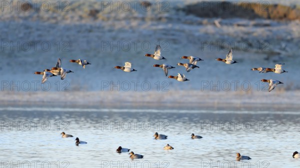 Common Pochard (Aythya ferina), flying flock, Lower Rhine, North Rhine-Westphalia, Germany