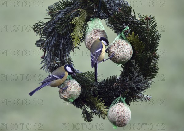 Great tits (Parus major) eating tit dumplings at the feeder, Schleswig-Holstein, Germany