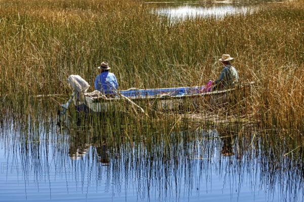 Two fishermen in a boat surrounded by reeds on a calm body of water in a natural setting, The floating reed islands of the Uros in Lake Titicaca in Peru
