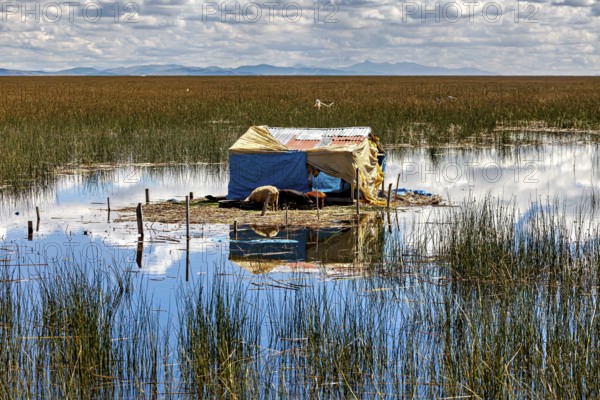 A lonely tent on a reed island in calm water with reflecting sky and clouds, The floating reed islands of Uros in Lake Titicaca in Peru