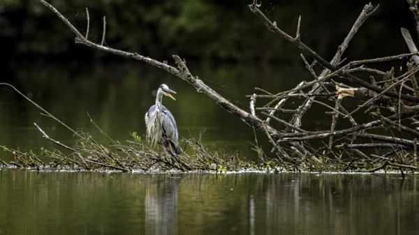 A heron stands peacefully on a branch in the river, surrounded by nature, A grey heron hunting in a lake in the Obersuhler Rhäden in Germany (Ardea cinerea)