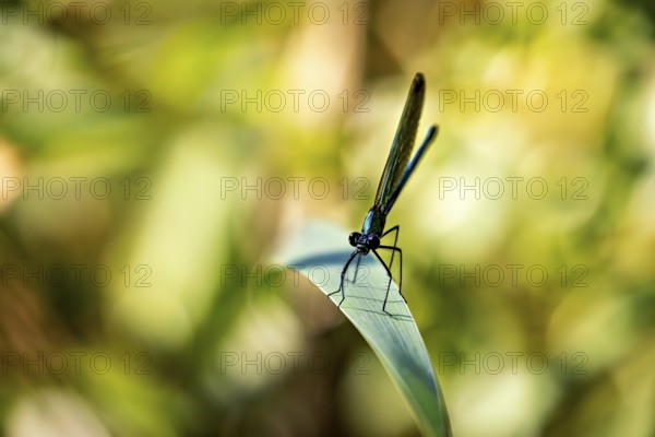 Dragonfly on a leaf in a sunny, blurred environment emphasising green colours, Banded demoiselle on a reed stem in Germany (Calopteryx splendens)