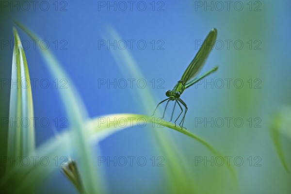 Close-up view of a dragonfly on a blade of grass, blue and green tones dominate the scene, The Banded demoiselle on a blade of reeds in Germany (Calopteryx splendens)