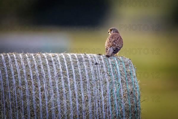 A bird sits on a hay bale with a background depicting a tranquil rural scene, A Common Kestrel on a hay bale in Germany (Falco tinnunculus)