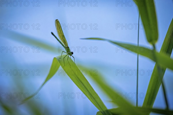 Dragonfly sitting on a blade of grass, surrounded by green leaves against a blue background, Banded demoiselle on a reed stem in Germany (Calopteryx splendens)