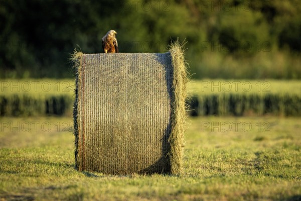 A bird rests on a round hay bale in a field and the landscape is drenched in evening light, A red kite on a hay bale in Germany (Milvus milvus)
