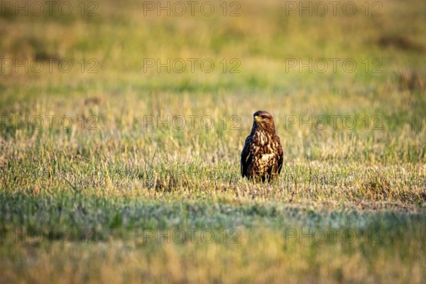 A bird of prey sits on a quiet meadow in a natural environment, A buzzard in a meadow in Germany (Buteo)