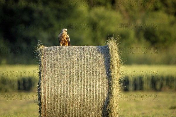 A bird sits on a large hay bale in the middle of a green meadow at dusk, A red kite on a hay bale in Germany (Milvus milvus)