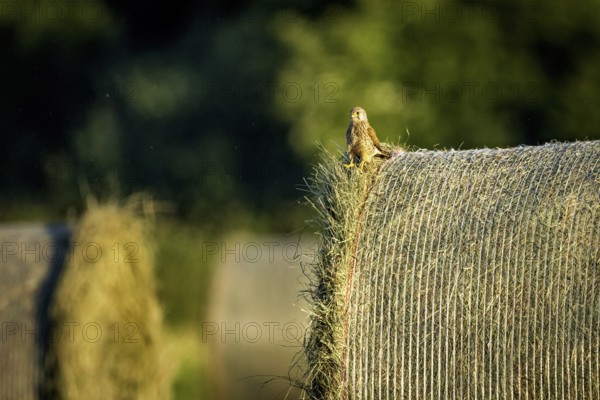 A bird sits quietly on a hay bale in a peaceful rural setting in the evening light, A Common Kestrel on a hay bale in Germany (Falco tinnunculus)