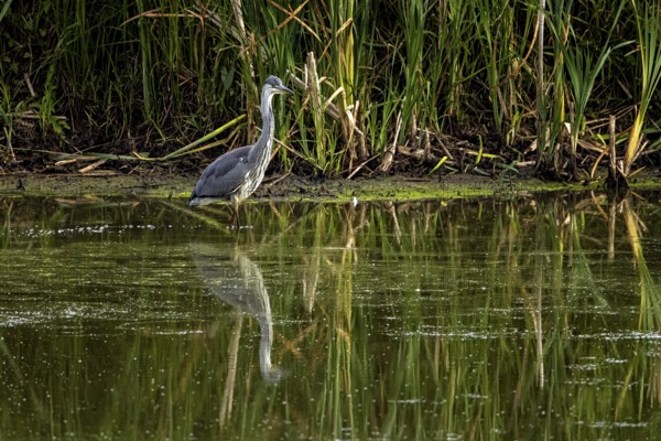 A heron stands in calm water in front of dense reeds with its reflection in the pond, A grey heron hunting in a lake in the Obersuhler Rhäden in Germany (Ardea cinerea)