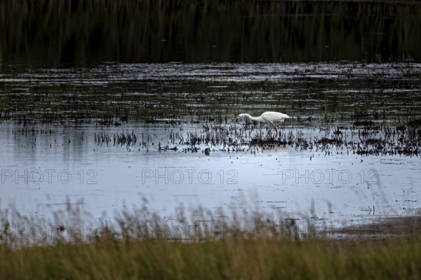 A heron searches for food in the shallow water of a marsh, surrounded by calming nature, A great egret hunting in a lake in the Obersuhler Rhäden in Germany (Ardea alba)