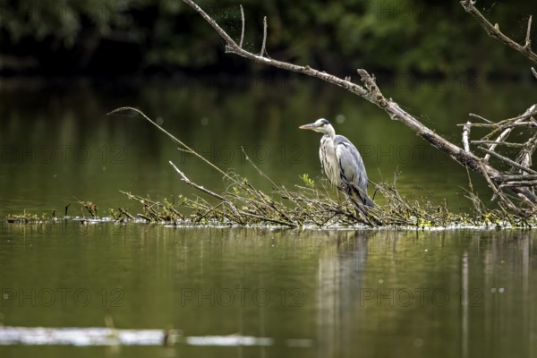 A heron stands on a branch in the water, surrounded by tranquil nature and green surroundings, A grey heron hunting in a lake in the Obersuhler Rhäden in Germany (Ardea cinerea)