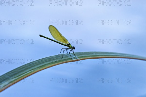 Dragonfly on a leaf in front of a blue background. The focus is on the bright green dragonfly, the Banded demoiselle on a reed stem in Germany (Calopteryx splendens)