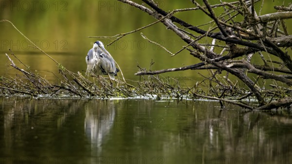 Rear view of a heron on branches in the water, surrounded by green nature, A grey heron hunting in a lake in the Obersuhler Rhäden in Germany (Ardea cinerea)