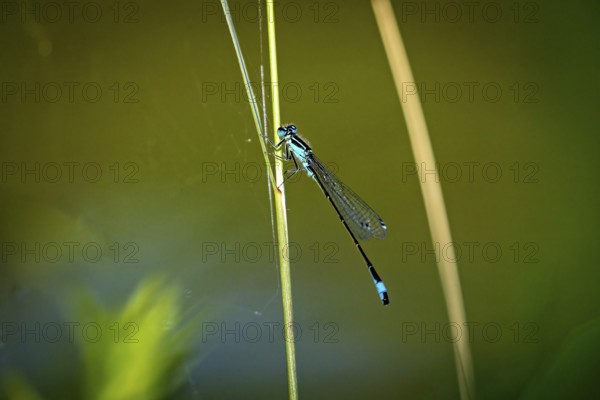 Close-up of a dragonfly perched on a green plant stalk in a natural environment, The Bat Damselfly on a reed stalk in Germany (Coenagrion pulchellum)