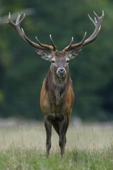Red deer (Cervus elaphus) in rut, Klamptenborg, Copenhagen, Denmark