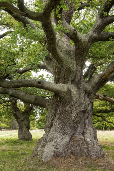 Old oak (Quercus), tree, Klamptenborg, Copenhagen, Denmark