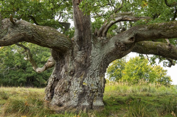 Old oak (Quercus), tree, Klamptenborg, Copenhagen, Denmark