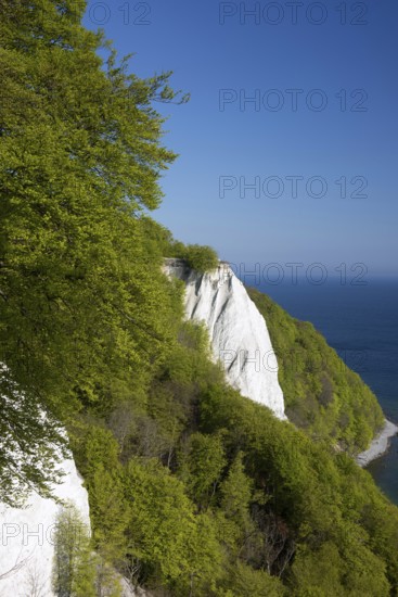 View of chalk cliffs in Jasmund National Park on Rügen, Sassnitz, Rügen, Mecklenburg-Western Pomerania, Germany