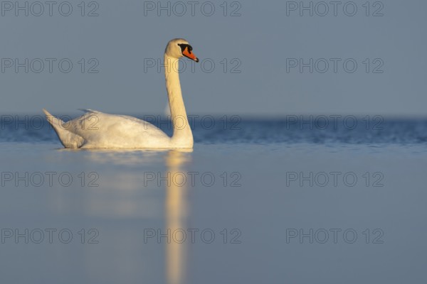 Mute swan (Cygnus olor), Rügen, Glowitz, Mecklenburg-Western Pomerania, Germany