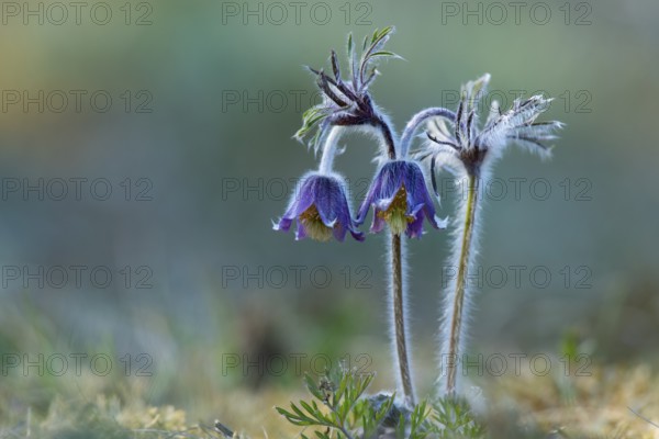 Meadow pasque flower (Pulsatilla pratensis), Rügen, Binz, Mecklenburg-Western Pomerania, Germany