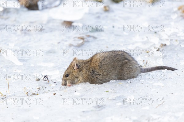 Brown rat (Rattus norvegicus) adult rodent animal feeding on seed on ice of a frozen lake in winter, England, United Kingdom