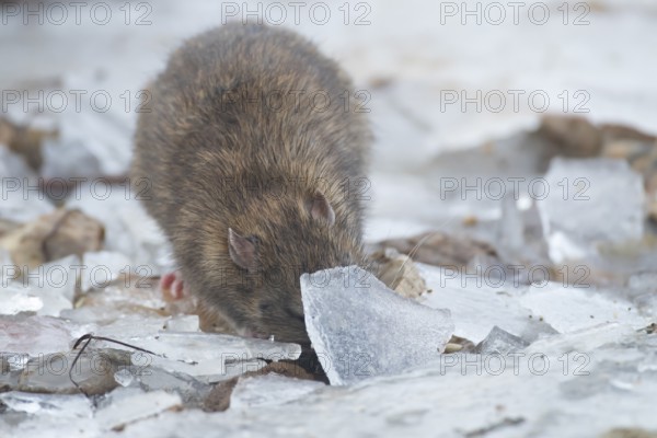 Brown rat (Rattus norvegicus) adult rodent animal searching for food under the ice of a frozen lake in winter, England, United Kingdom