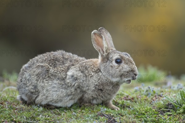 Rabbit (Oryctolagus cuniculus) adult animal in grassland, England, United Kingdom