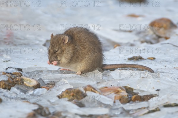 Brown rat (Rattus norvegicus) adult rodent animal washing its face on ice of a frozen lake in winter, England, United Kingdom