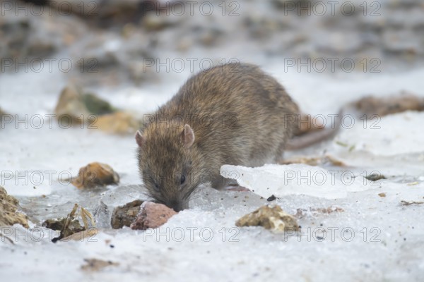 Brown rat (Rattus norvegicus) adult rodent animal searching for food on ice of a frozen lake in winter, England, United Kingdom