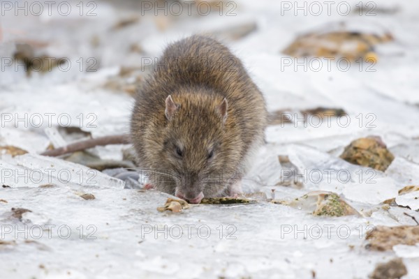 Brown rat (Rattus norvegicus) adult rodent animal feeding on seed on ice in winter, England, United Kingdom