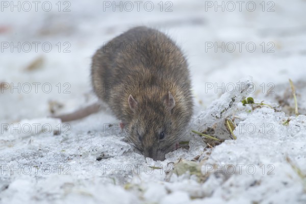 Brown rat (Rattus norvegicus) adult rodent animal searching for food on ice in winter, England, United Kingdom