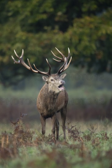 Red deer (Cervus elaphus) adult male stag animal roaring with its mouth open during the annual rut in autumn, England, United Kingdom